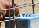 The Simple, Yet Most Essential Nutrient for Cattle