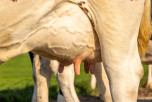 A new mastitis tool may be on the horizon
